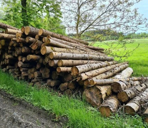 Tannenstämme – volle Ladung pro LKW von 50 Kubikmetern – PEFC-Zertifikat