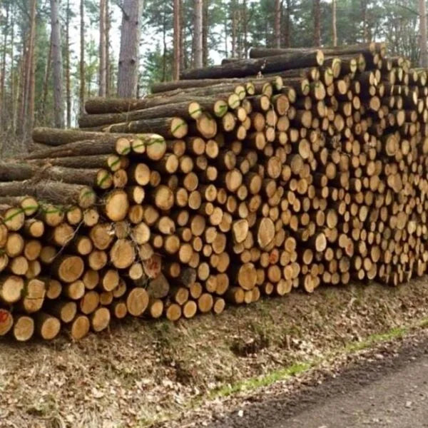 Eichenstammholz – LKW-Vollladung 50 Kubikmeter – PEFC-Zertifikat