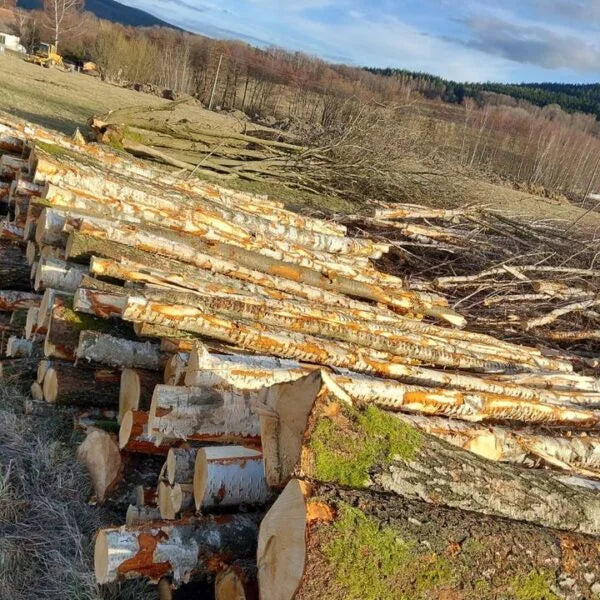 Birkenstammholz – Vollbeladung für LKW von 50 Kubikmetern – PEFC-zertifiziert
